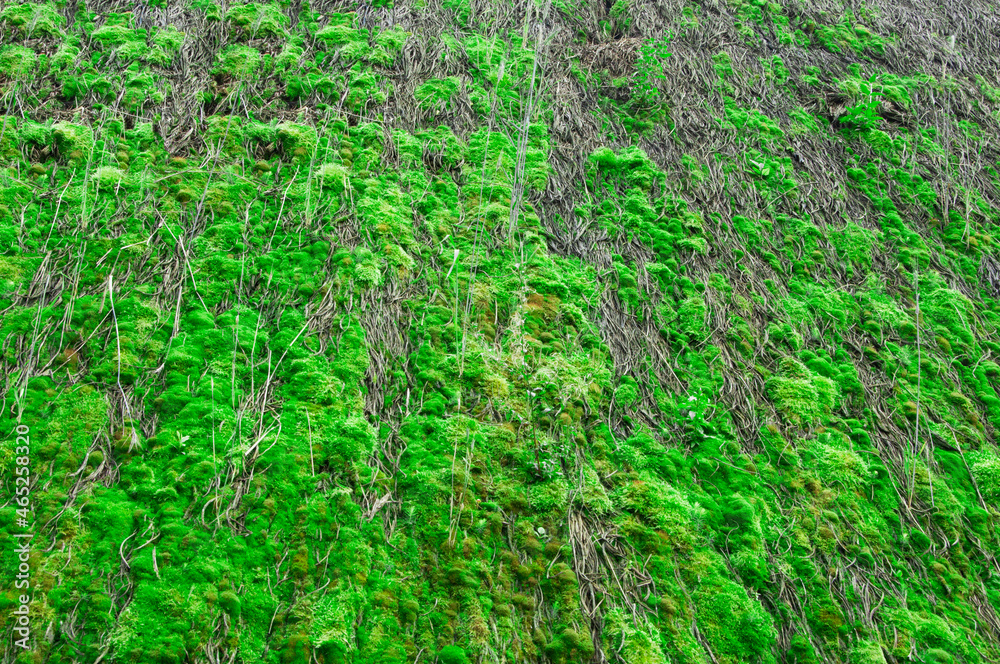 green moss on a thatched roof. creative grass background. unusual fleecy texture