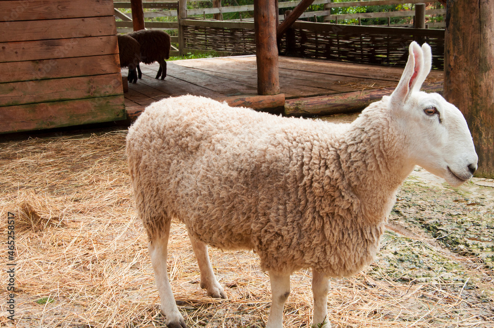 sheep breed Border Leister. lamb with long ears. animal behind the