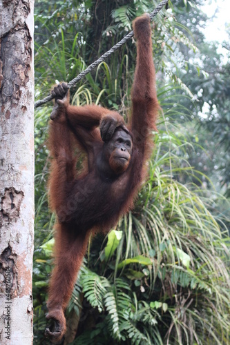 orang utan