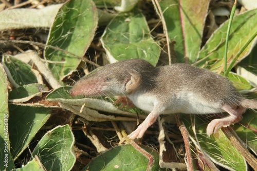 Small gray shrew on grass background in the garden, closeup photo