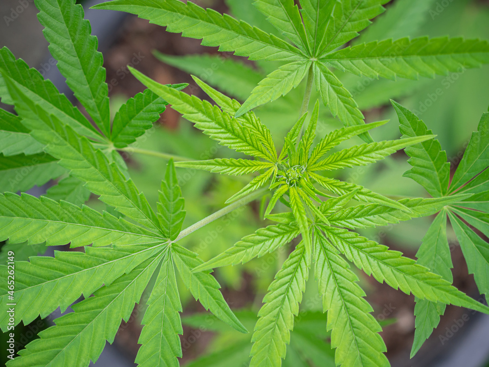 Top view of cannabis plants growing at outdoor farms. Texture marijuana leaves. Close-up photo. Concept of cannabis plantation for medical and business
