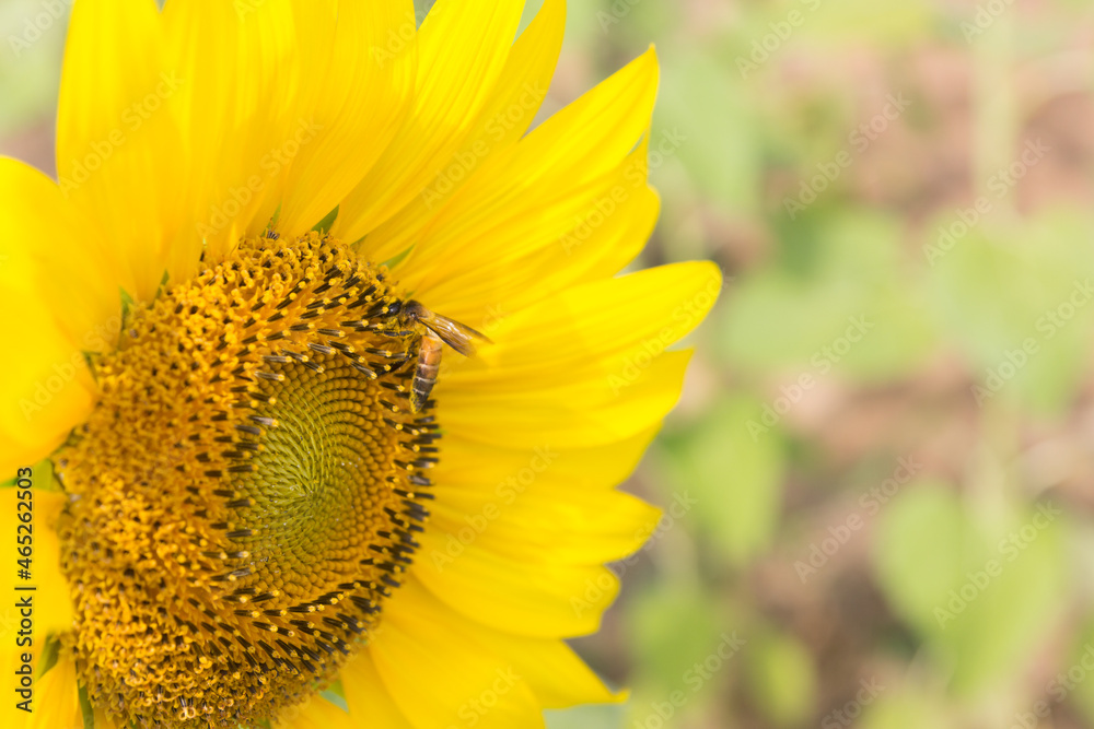 sunflower in the field