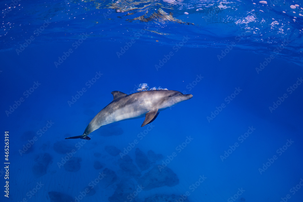 Fototapeta premium イルカ