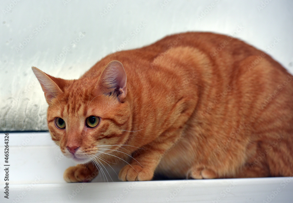 ginger shorthair cat in an apartment on the windowsill