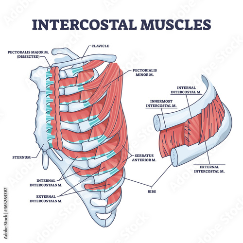 Intercostal muscles between ribs in anatomical chest cage outline diagram. Labeled educational expand and contract skeleton ability for breathing vector illustration. Serratus and pectorialis location photo