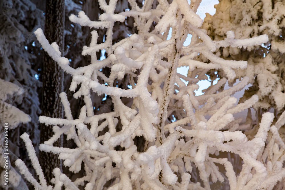 snow covered branches of tree snow covered branches of tree