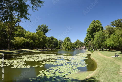 water lilies in a lake on background with green trees and blue sky photo