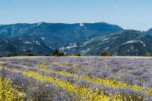 Montagnes en France avec un champ de lavande provencale en premier plan photo