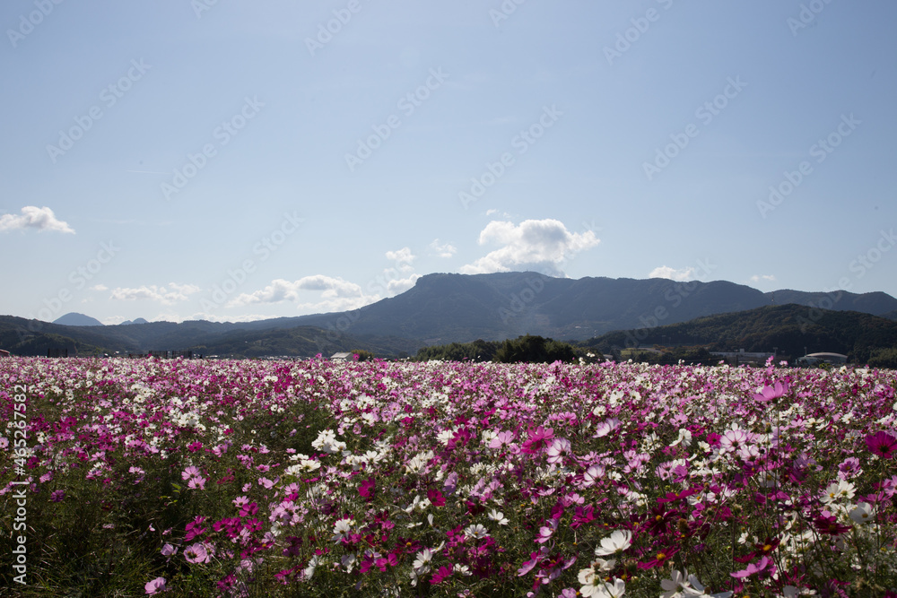 八面山（箭山）とコスモス畑