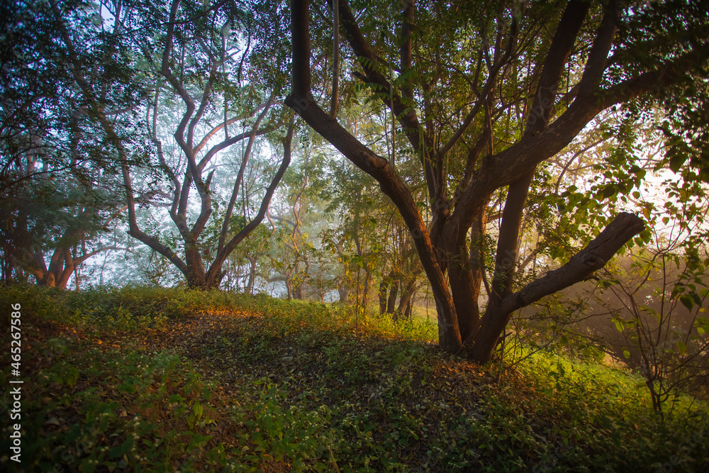 Scenic early morning misty forest scene, early rays of sunlight from right direction. Motivational backdrop, copy space. Scenic early morning misty forest scene, early rays of sunlight from right direction. Motivational backdrop, copy space.