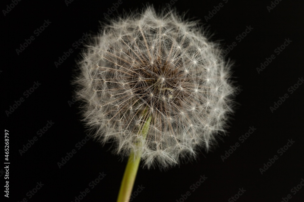 dandelion seed head dandelion seed head