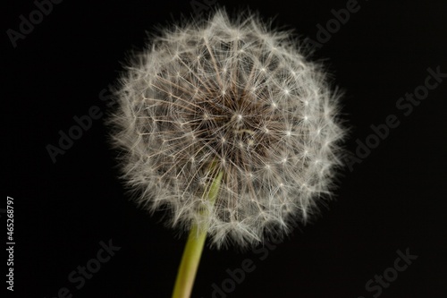 dandelion seed head