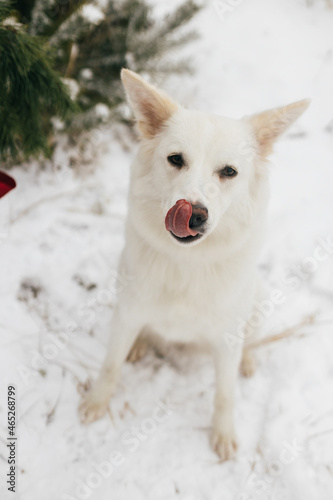 Cute dog in snowy winter park. Adorable white swiss shepherd dog licking tongue and sitting on snow at tree. Winter time in countryside