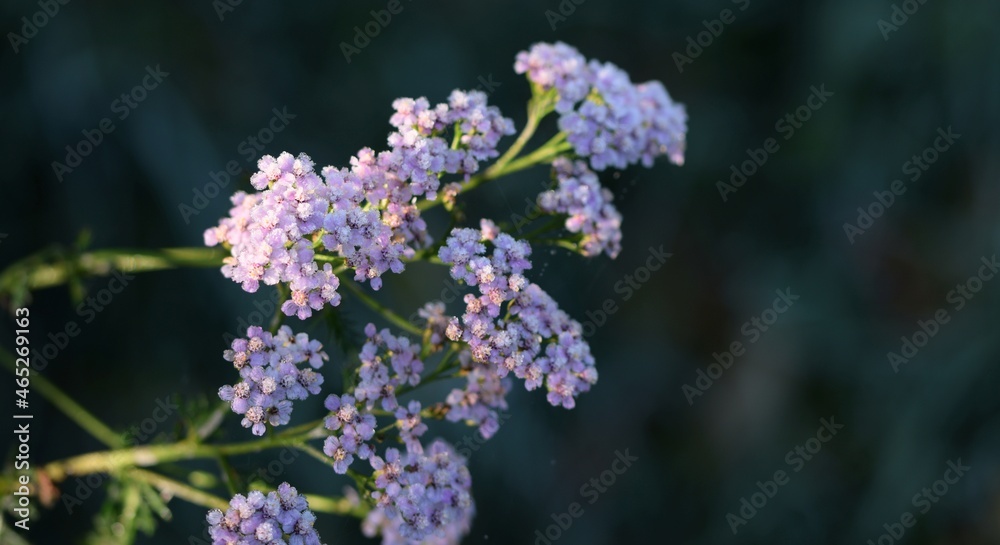 Fototapeta premium Yarrow flowers closeup, hoarfrosted pastel pink flowers in autumn garden, morning sun on background with space for text.