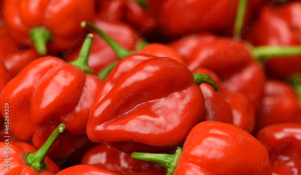 Hot peppers habanero red closeup, fresh hot peppers background for culinary or garden purposes.