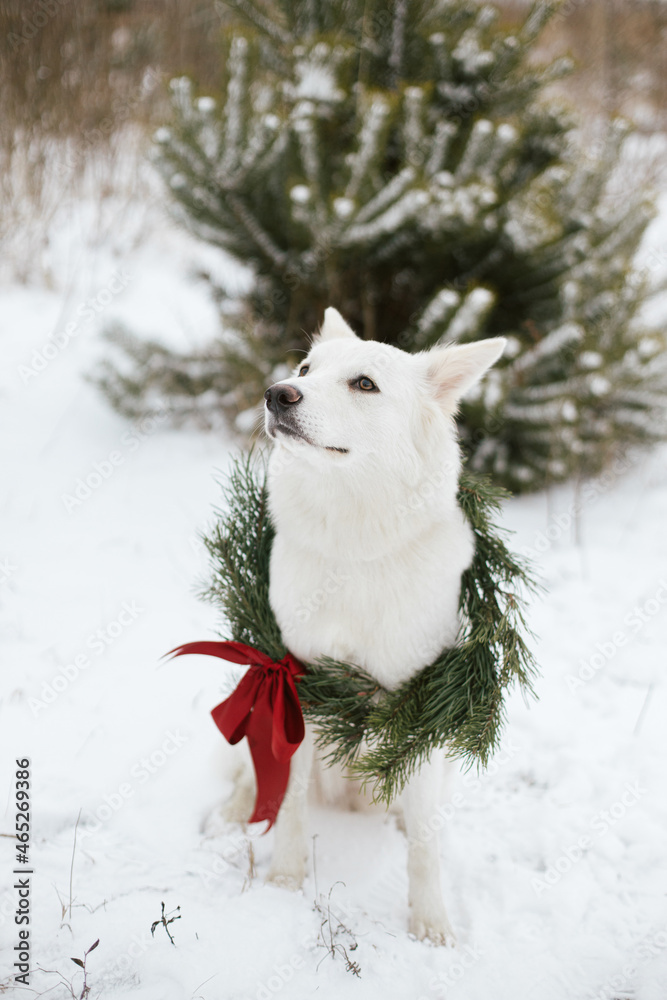 Cute dog in Christmas wreath sitting in snowy winter park. Adorable white swiss shepherd dog in stylish christmas wreath with pine branches and red bow at snowy tree. Winter holidays in countryside