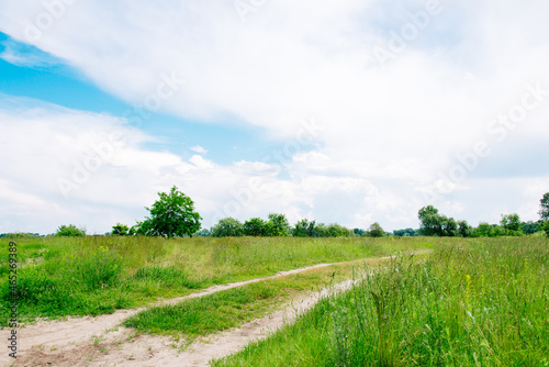 Summer meadow with large trees with fresh green leaves. Sunny day. 