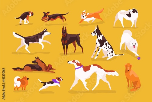 Bundle of cute dogs of various breeds playing, running, walking, sitting, pooping. Set of adorable cartoon pet animals isolated on yellow background. Colorful vector illustration in flat style
