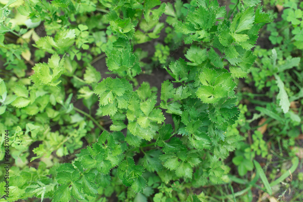 Parsley grows in the garden. Fresh juicy parsley, natural and organic Parsley grows in the garden. Fresh juicy parsley, natural and organic