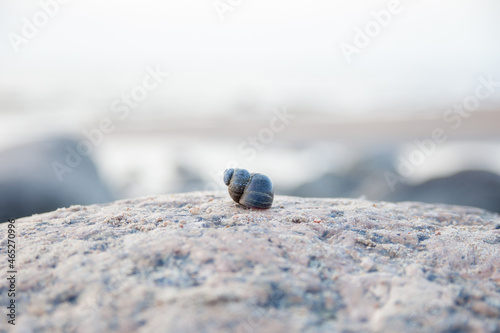 a small shell on a large stone. a stone on the sea. cold sea