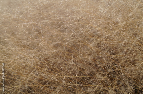 field of fluffy grass in autumn
