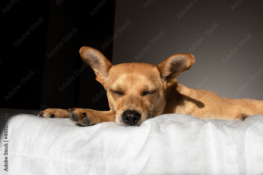 Close-up of mixed-breed dog sleeping comfortably in bed on a fluffy white blanket in a dark room. Empty space for text at the bottom
