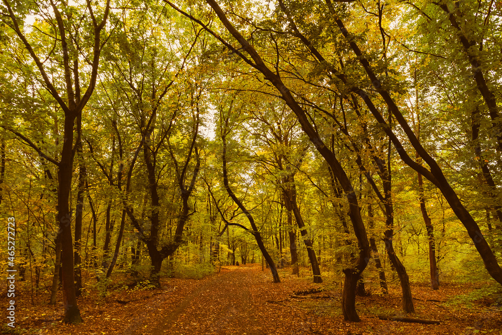 Autumn Forest, A footpath in an autumn forest