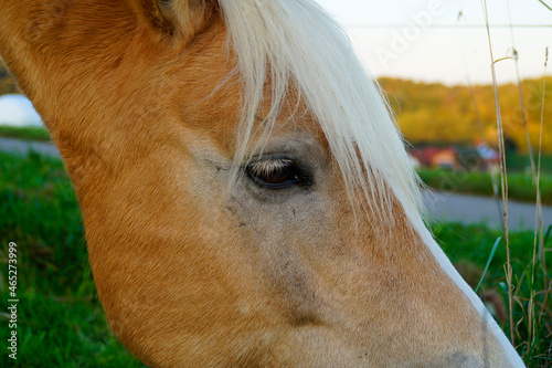 a blond Palomono mare looking at the passers-by in the  Bavarian village Birkach, Germany	 photo