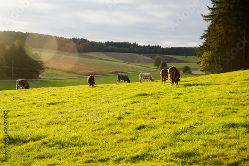 Bavarian cows grazing on the sun-drenched meadow in the Bavarian countryside Birkach on a gorgeous summer day (Bavaria, Germany)