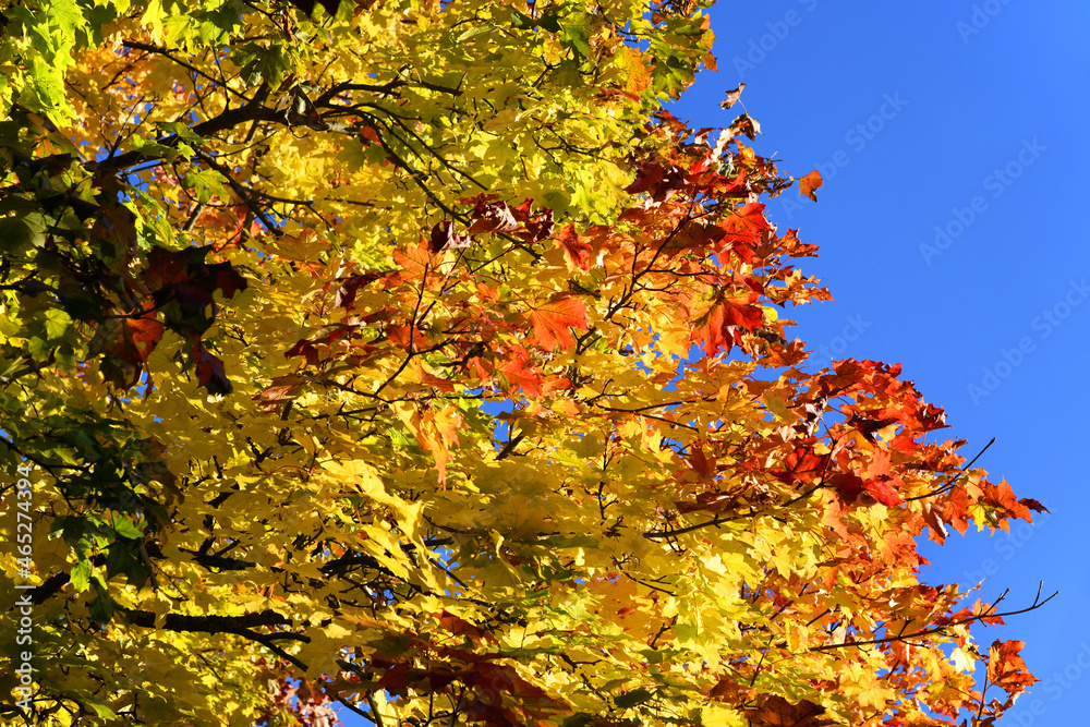 leuchtend buntes Herbstlaub