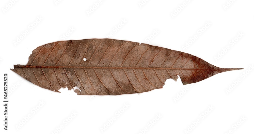 leaf isolated on white background leaf isolated on white background
