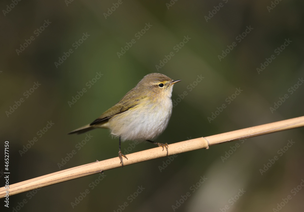 Very close-up photo of common chiffchaff (Phylloscopus collybita) sitting on a reed against a blurred background Very close-up photo of common chiffchaff (Phylloscopus collybita) sitting on a reed against a blurred background