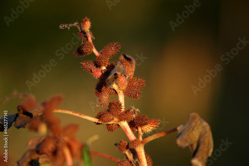 The dry thorny fruits of Bathurst burr (Xanthium spinosum) are shot close-up in the soft morning sun against a blurred background. It will be an unexpected gift. photo