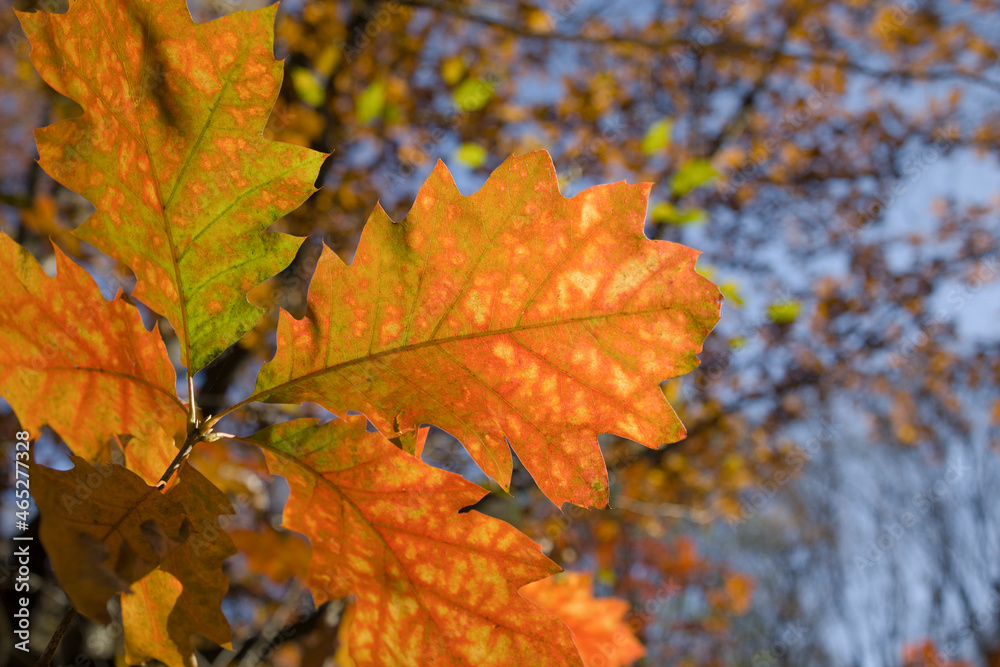 Autumn colorful leaves on tree branches Autumn colorful leaves on tree branches