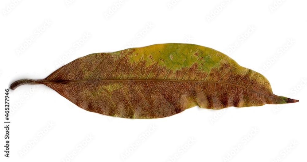 leaf isolated on white background leaf isolated on white background