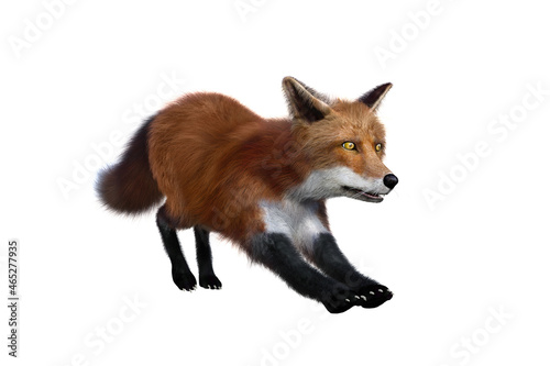 Red Fox stretching 3D render isolated on white background
