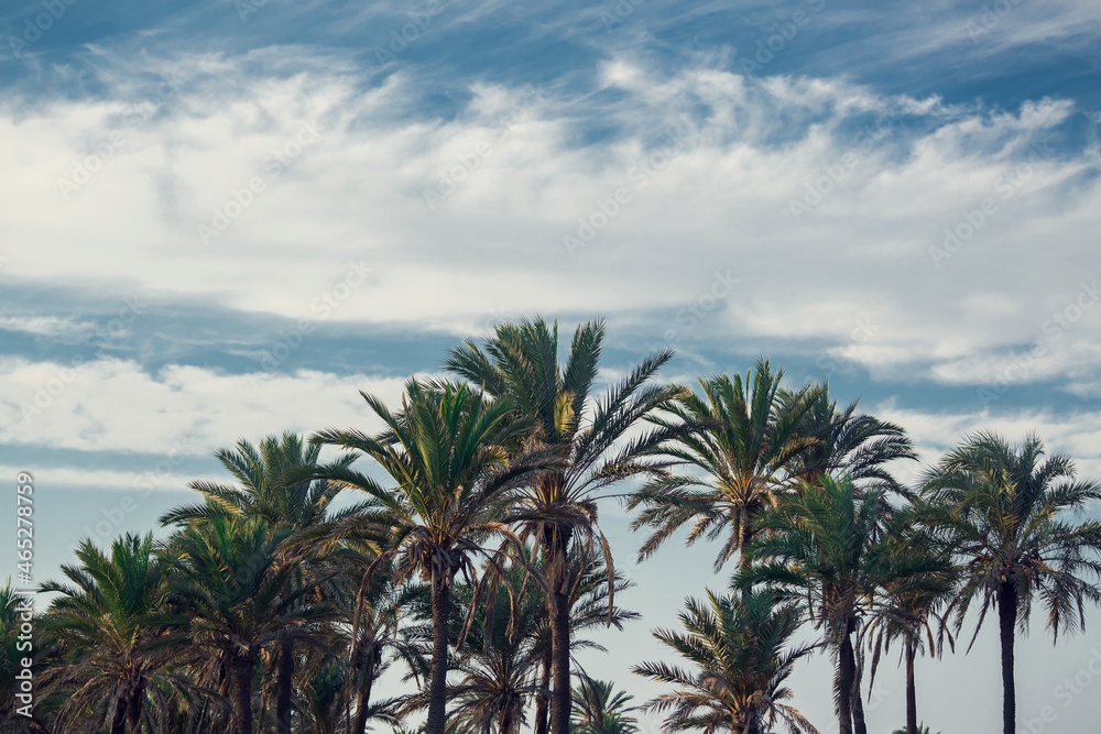 Palm trees silhouette on the sunset background. Nature and vacation concept