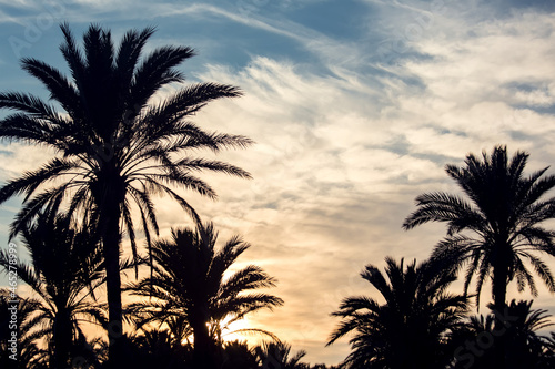 Palm trees silhouette on the sunset background. Nature and vacation concept