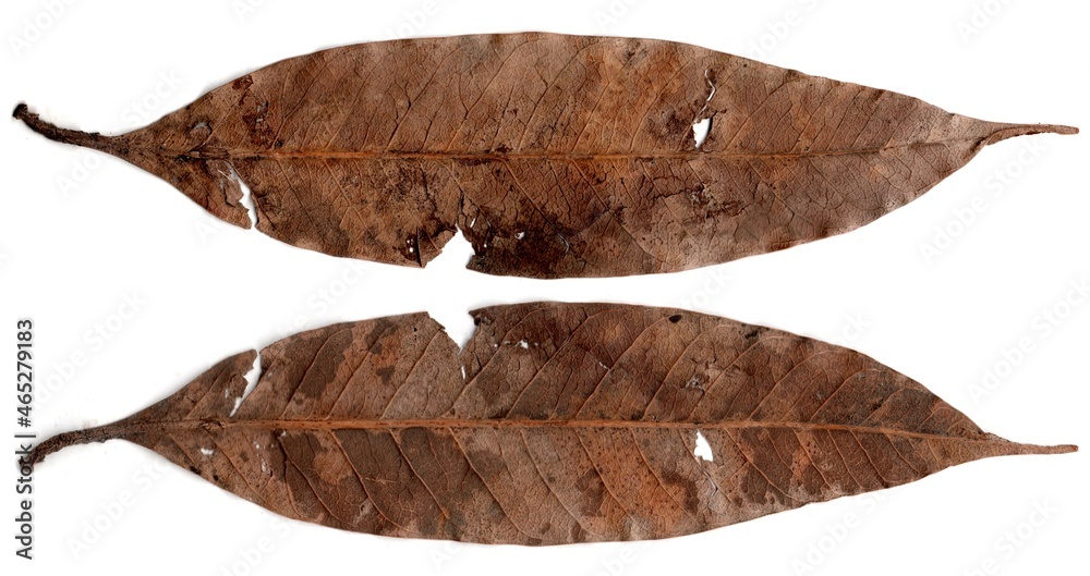 Obraz premium autumn leaves on white background