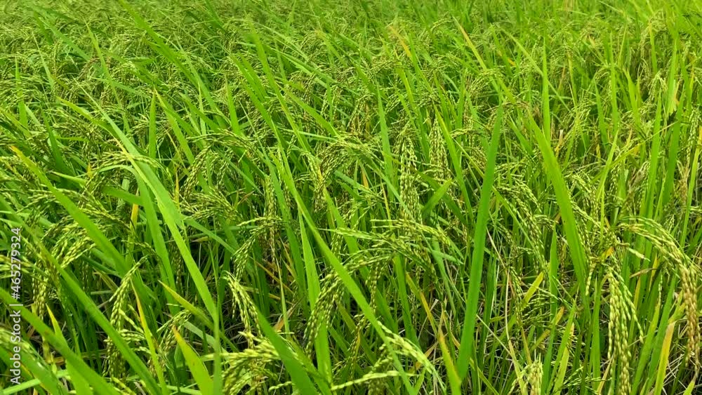 A field of rice soon ready for harvest as the heads hang heavy on the stalks.