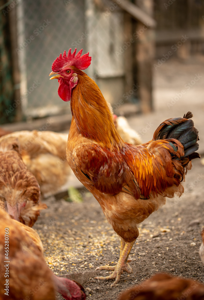 Fototapeta premium chickens in the farm