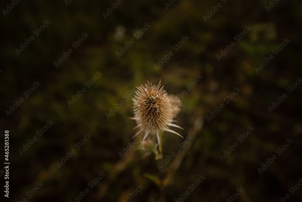 dandelion in the wind