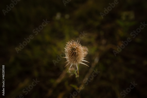 dandelion in the wind