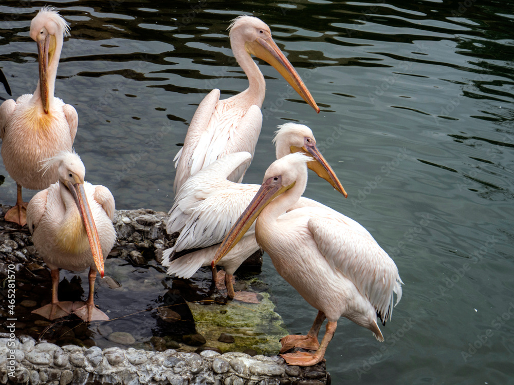 A group of pelicans A group of pelicans