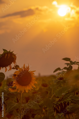sunflower on the field at sunset