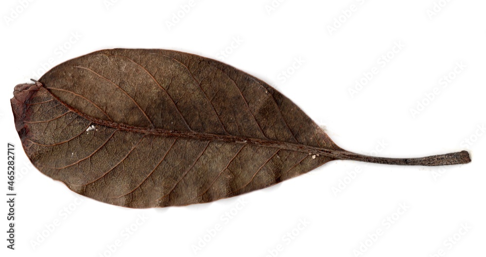 leaf isolated on white leaf isolated on white