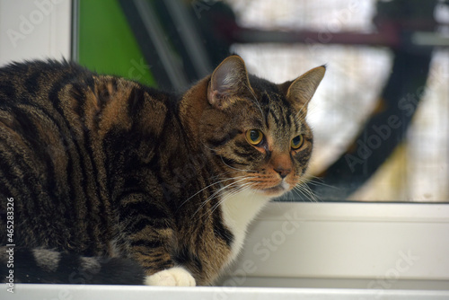 cat sitting on the windowsill © Evdoha