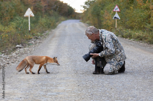 Animal photographer and fox. Unexpected meeting on the road
