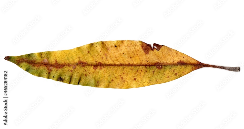 leaf isolated on white background leaf isolated on white background