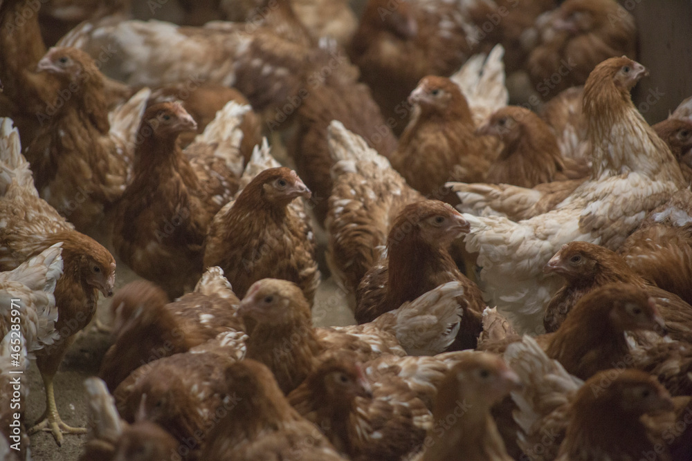 farm chickens in hen house and loose in the field farm chickens in hen house and loose in the field